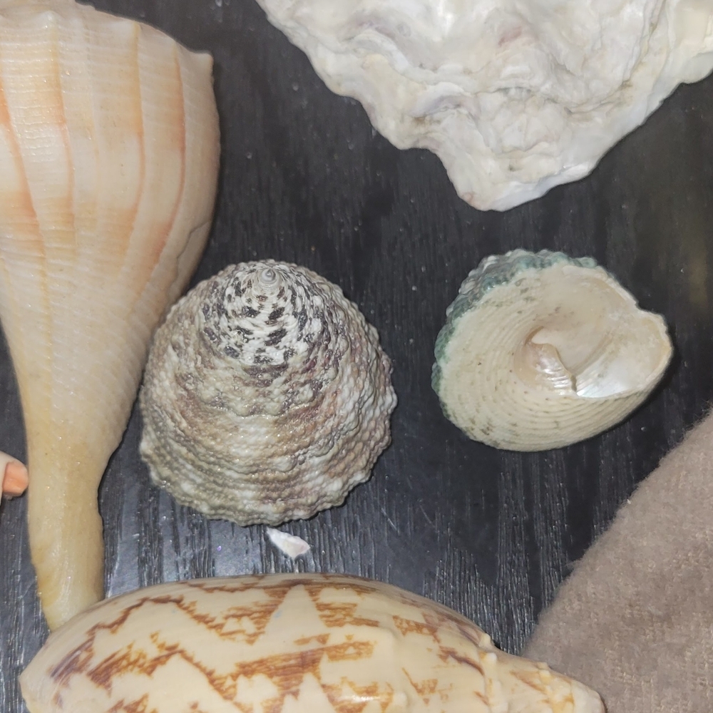 Natural Sea Shell assortment - Picture 5 of 5